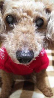 かわいいトイプードル かわいいトイプードルの写真