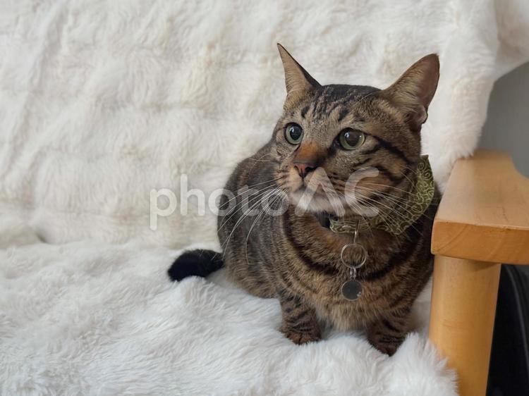 目の前のおもちゃを見送ったキジ猫 猫,ネコ,ねこの写真素材