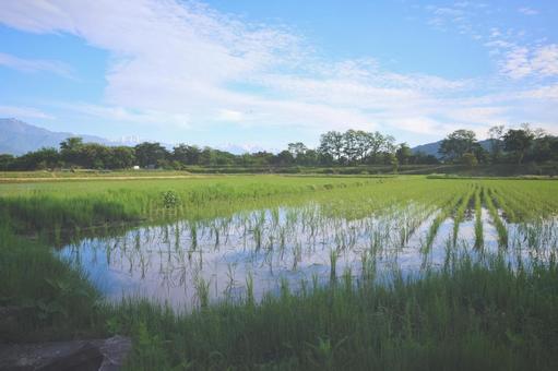 田んぼ 田んぼの写真