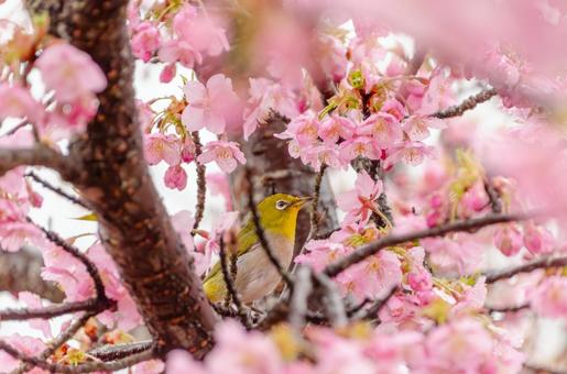 A white-eye looking at me among the cherry blossoms, JPG A white-eye looking at me among the cherry blossoms, JPG