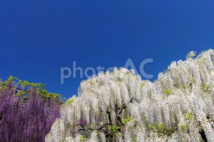 あしかがフラワーパークの白藤 藤,ふじのはな物語,大藤の写真素材