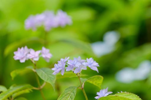 Pale purple mountain hydrangeas stand out against the greenery of early summer, JPG Pale purple mountain hydrangeas stand out against the greenery of early summer, JPG
