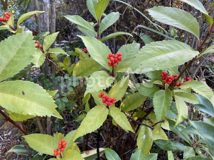 センリョウの葉と実 秋,冬,植物の写真素材