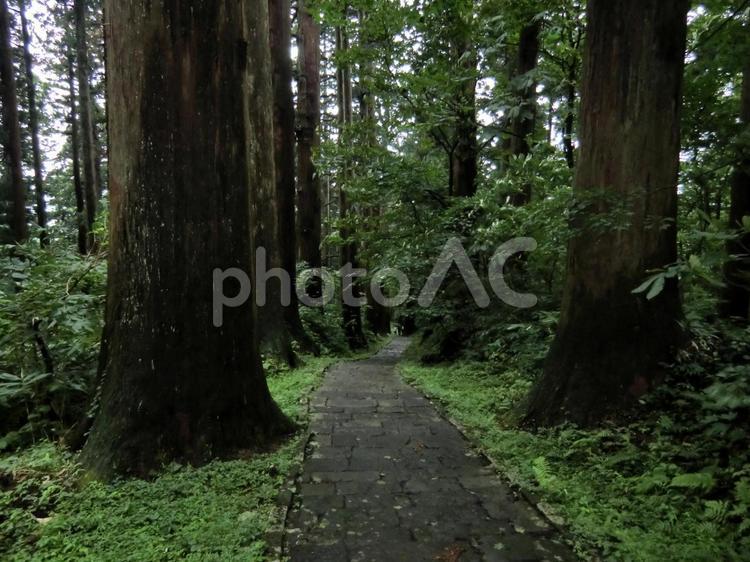 羽黒山　階段 参道,寺社,羽黒山の写真素材