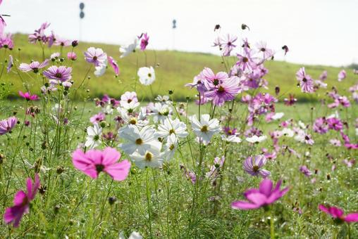 コスモス コスモス,秋,晴天の写真素材