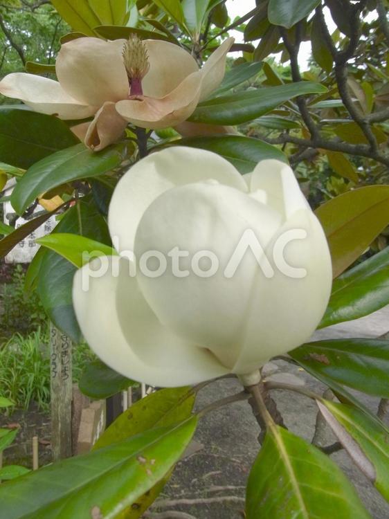 郊外で花をつけたタイサンボクの木 タイサンボク,木,樹木の写真素材