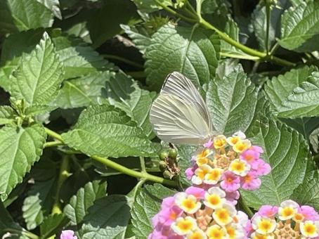 Cabbage White Butterfly 2, JPG Cabbage White Butterfly 2, JPG