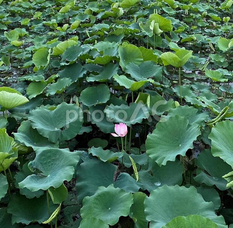 蓮の花 蓮,緑,風景の写真素材