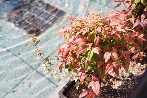 水辺の紅葉と玉砂利 紅葉,葉,植物の写真素材