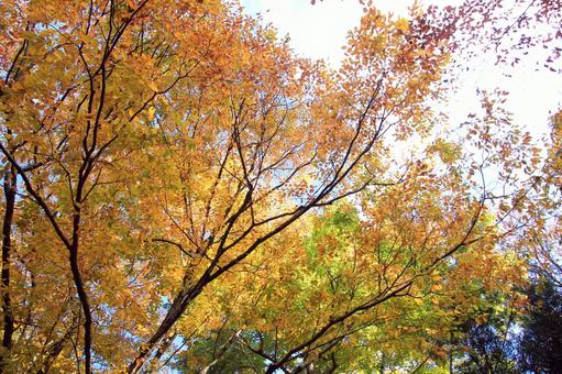 森林公園のケヤキの紅葉 紅葉,ケヤキ,木の写真素材