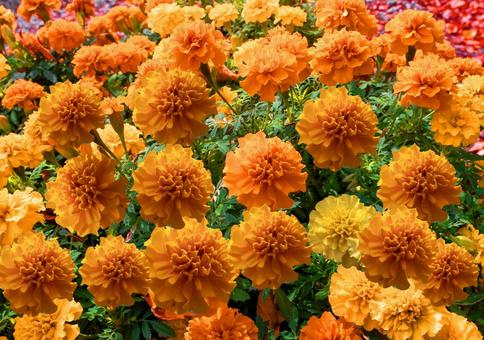 マリーゴールド 秋,自然,マリーゴールドの写真素材