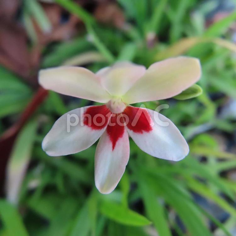 ヒメヒオウギ ヒメヒオウギ,花,花びらの写真素材