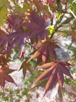 もみじ もみじの写真