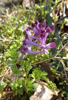 ムラサキケマン [Fumewort]-004の写真