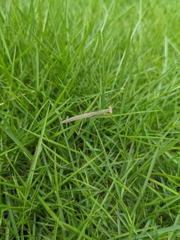 カマキリの幼生 カマキリ,幼生,芝生の写真素材