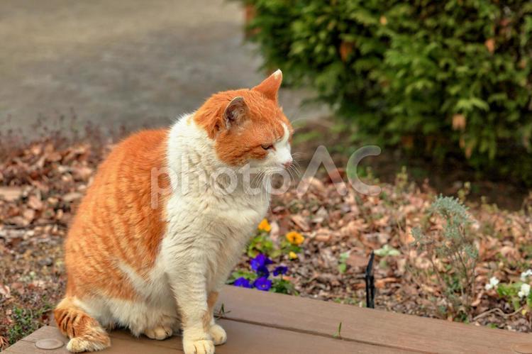 独りぼっちの猫 猫,昭和記念公園,野良猫の写真素材