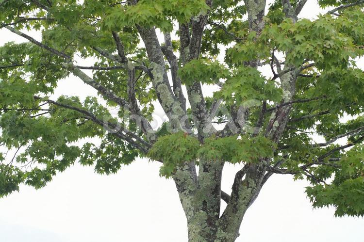 新緑の青モミジ モミジ,新緑,木の写真素材