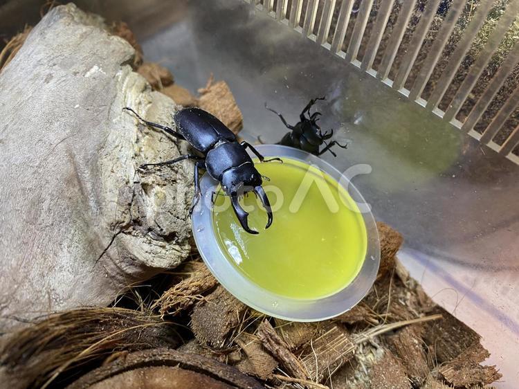 コクワガタ クワガタ,黒,虫の写真素材