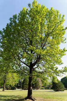 新緑の木と青空が広がる爽やかな季節② 新緑の木と青空が広がる爽やかな季節②の写真