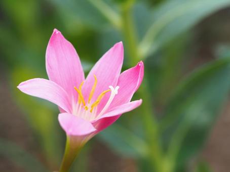 カリナタの写真