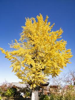 橘寺の大銀杏が輝く秋晴れの風景 橘寺,明日香村,大銀杏の写真素材