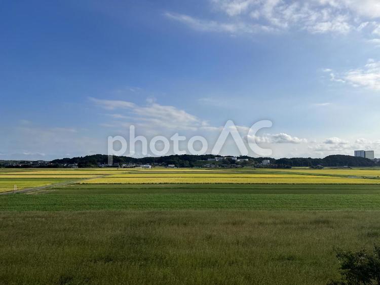 秋の田園風景 秋,収穫,稲の写真素材