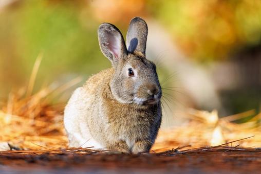 大久野島の兎 大久野島の兎 うさぎ,大久野島,野生動物の写真素材