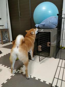 クレートの縁をカミカミする柴犬! クレートの縁をカミカミする柴犬!の写真
