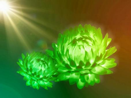 spotlight effect on green flower, JPG spotlight effect on green flower, 聚光灯, 纹理, 闪光, JPG
