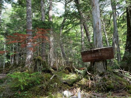 鳳凰三山のドンドコ沢登山道 鳳凰三山のドンドコ沢登山道 鳳凰三山,ドンドコ沢,地蔵ヶ岳の写真素材