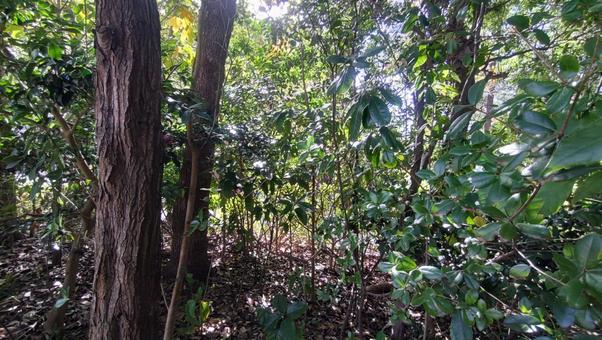 林 風景,自然,旅行の写真素材