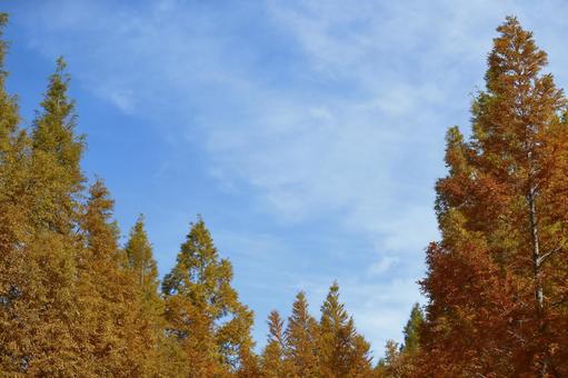 Photo, yellow leaves, metasequoia, a row of trees, 
