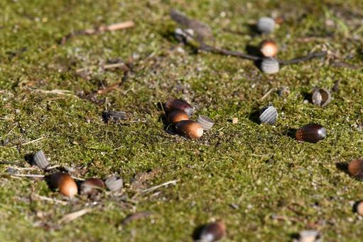 落ちたどんぐり どんぐり,落ちた,秋の写真素材