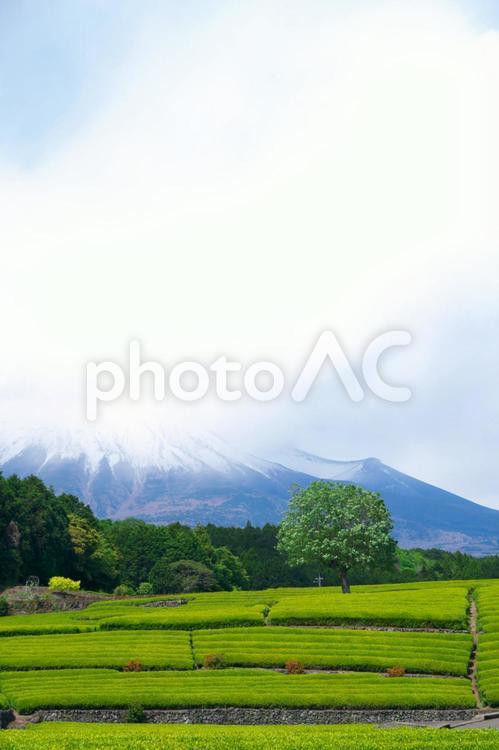 茶畑 in 大渕笹場１ 茶,茶畑,風景の写真素材