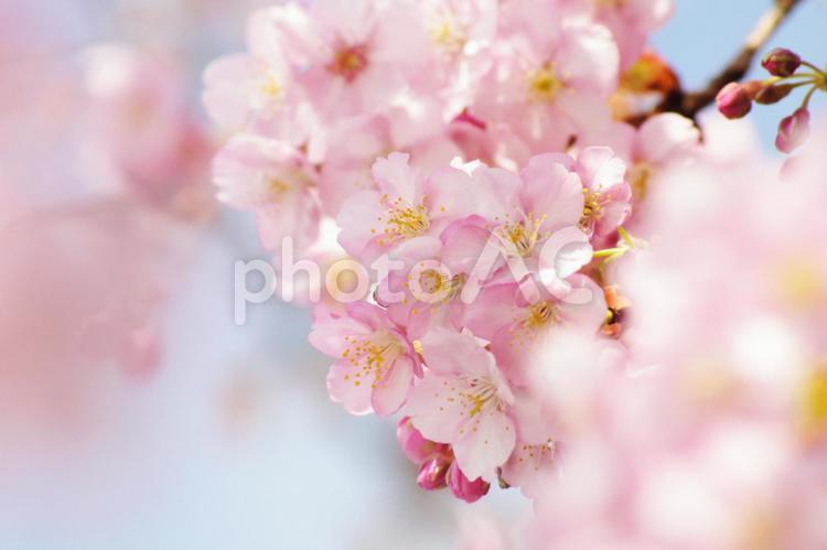 早咲き桜-191 桜,早咲き桜,カワヅザクラの写真素材