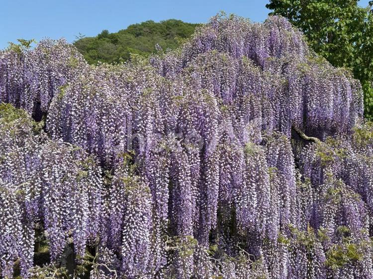 あしかがフラワーパーク2025（日中）7 あしかがフラワーパーク,花,植物の写真素材