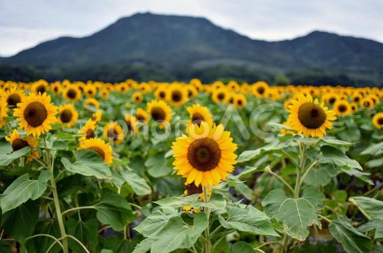 山とひまわり畑 自然,夏,ひまわりの写真素材