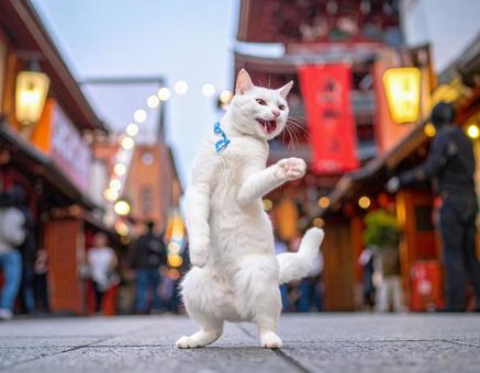 猫のブレイクダンス 猫のブレイクダンスの写真