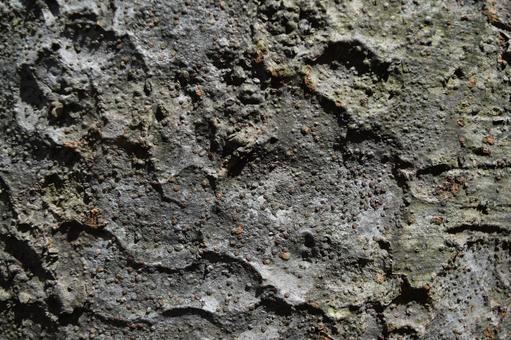 欅の表皮 ケヤキの表皮,欅の表皮,ケヤキの写真素材