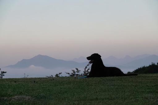ゆっくり時が流れていた夕暮れ 犬,大型犬,レトリーバーの写真素材