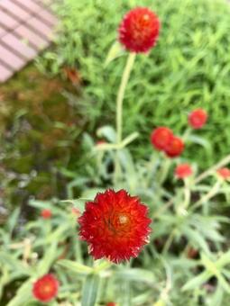 センニチコウの写真