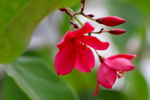 9月中旬の温室のテイキンザクラの花 9月中旬の温室のテイキンザクラの花の写真