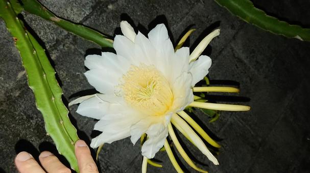 月下美人 月下美人 月下美人,ゲッカビジン,夜の写真素材