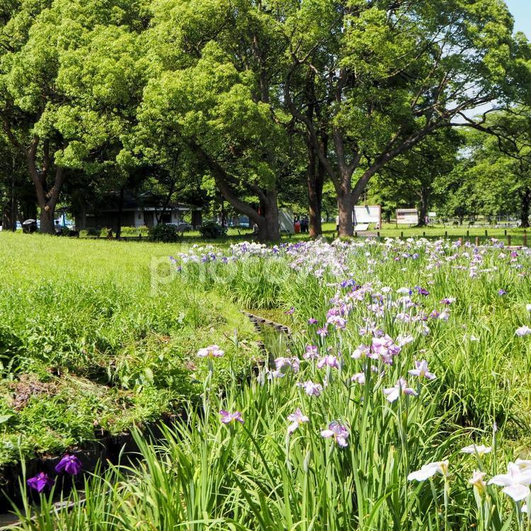 初夏の水元公園・花菖蒲＆新緑の木・葛飾区 初夏,菖蒲,水元公園の写真素材