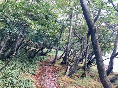 湖畔の道 湖畔の道 湖畔,遊歩道,木の写真素材