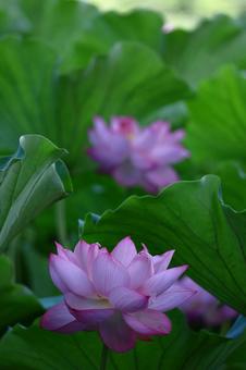 神聖な花 神聖な花 ハス,花,ハス科の植物の写真素材