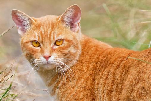 見つめる茶トラ柄のノラネコ 見つめる茶トラ柄のノラネコ ノラネコ,野良猫,のら猫の写真素材