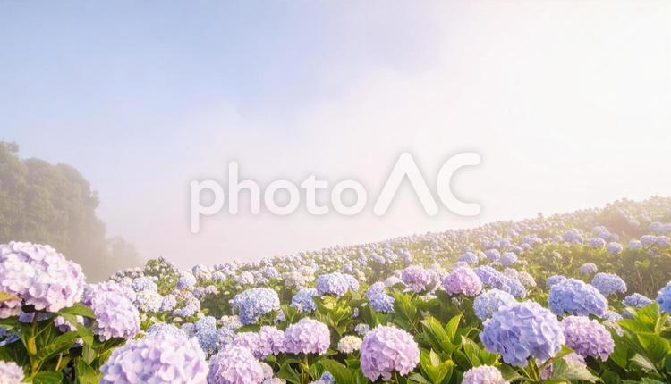 美しい紫陽花の野原 紫陽花,たくさん,植物の写真素材
