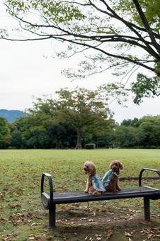 秋の公園で散歩するトイプードル 秋の公園で散歩するトイプードルの写真