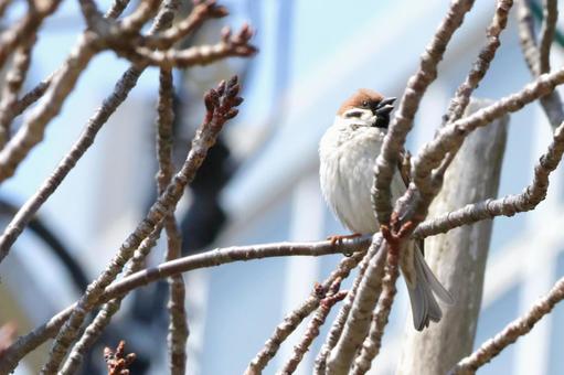 枝にとまる冬から春のスズメ 日本の野鳥 枝にとまる冬から春のスズメ 日本の野鳥 スズメ,雀,ちゅん活の写真素材